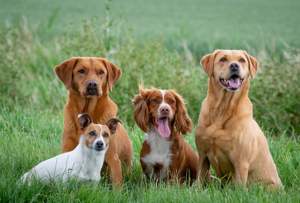 Dog training Suffolk - group classes