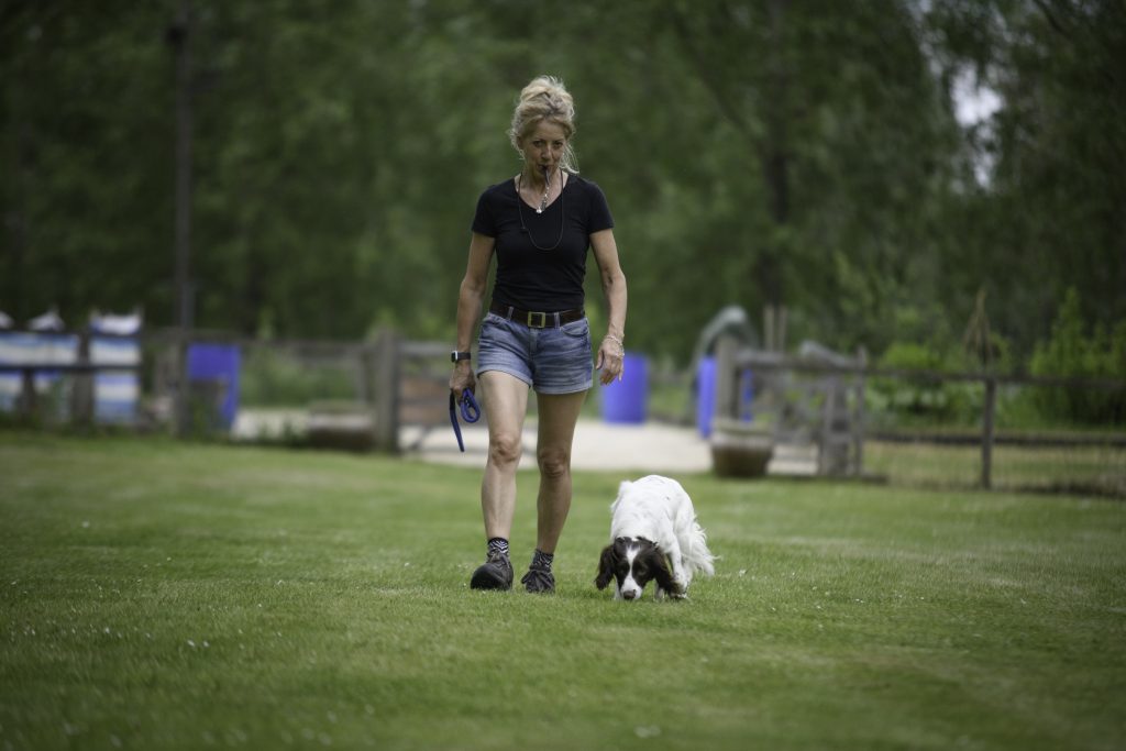 dog training Bury St Edmunds