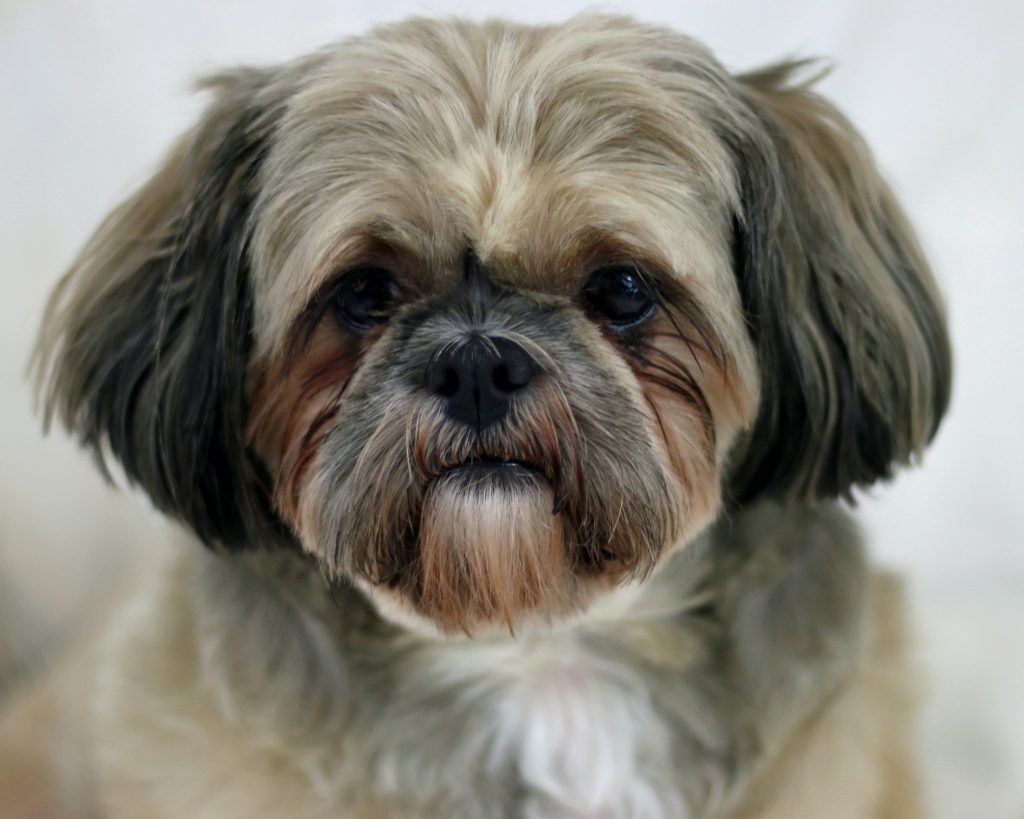 shihtzu breed for your dog