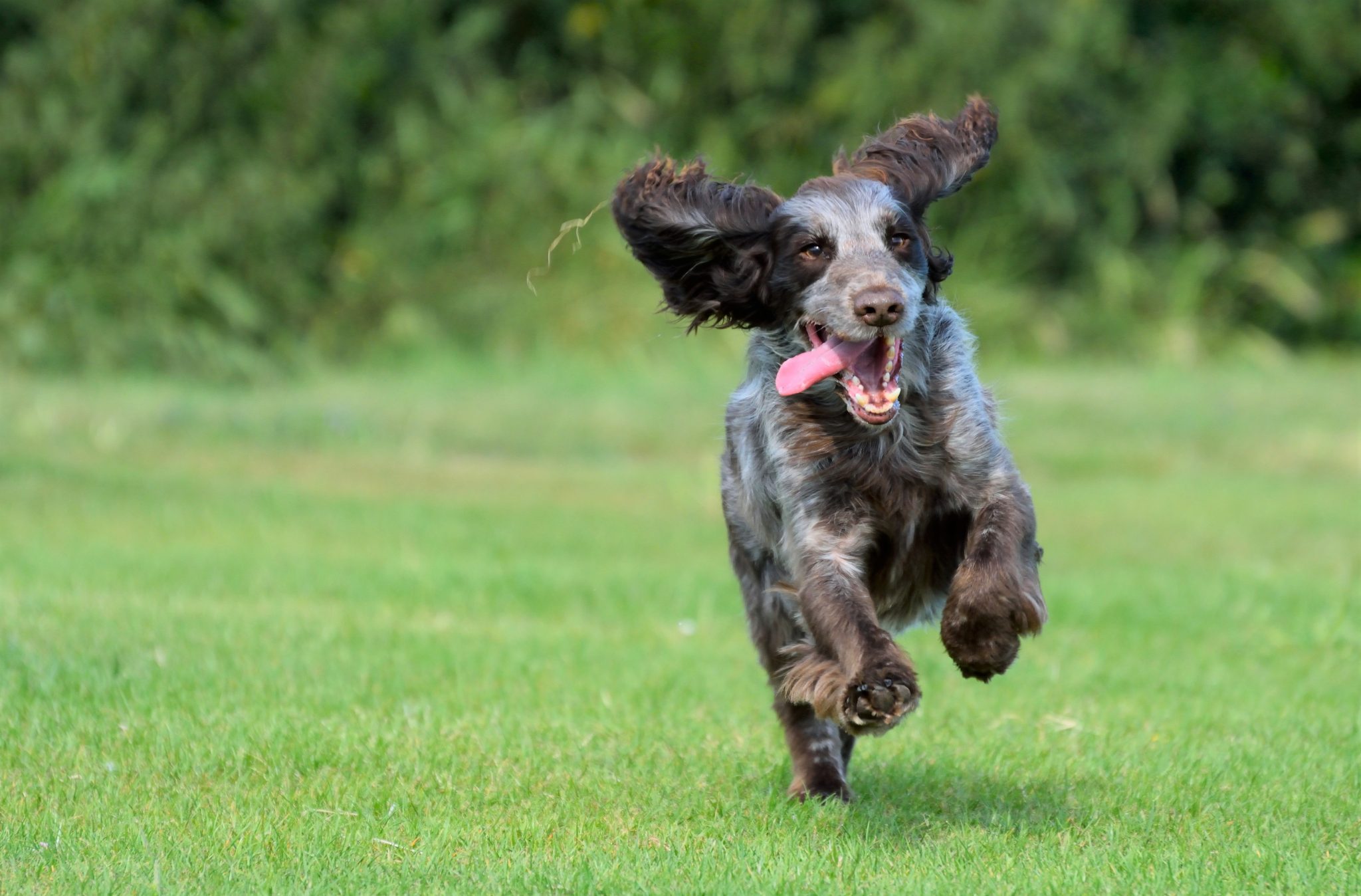 All about our favourite breed the Working Cocker Spaniel Whistle and