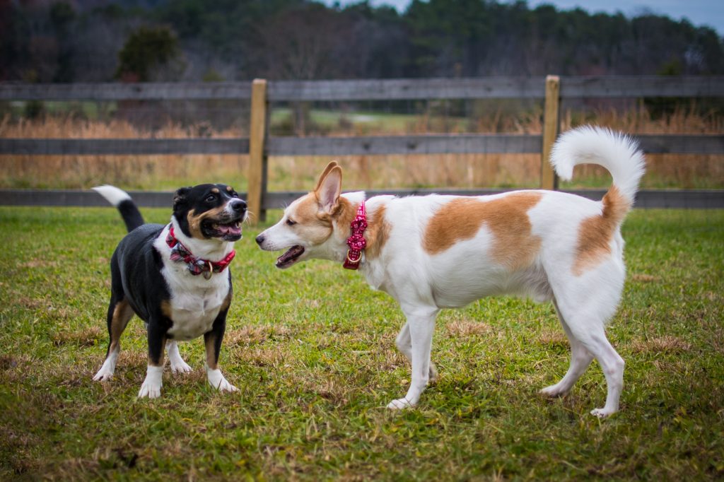 What is dog socialisation, Suffolk dog training