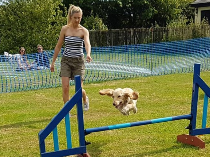 UK dog Sport jump