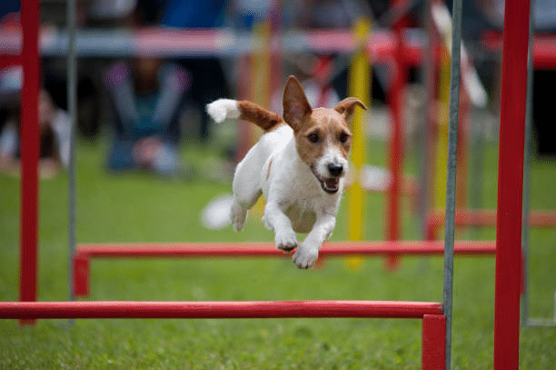 Dog agility jump
