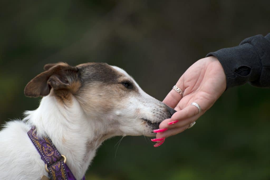 Reward timing and placement in dog training is crucial