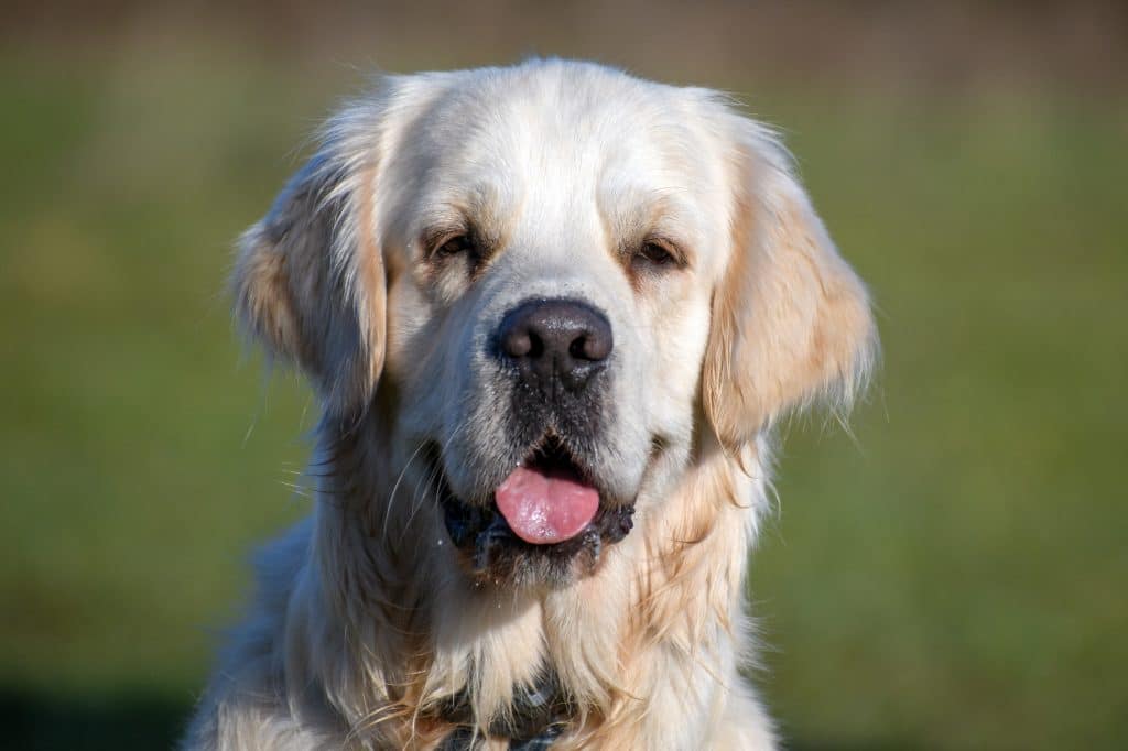 Effective reward timing means happy dogs